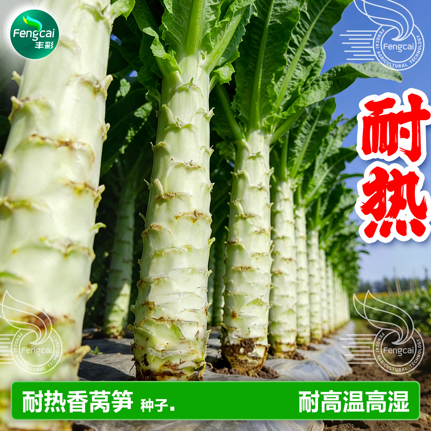 科兴耐热型香莴笋种子四季播高产