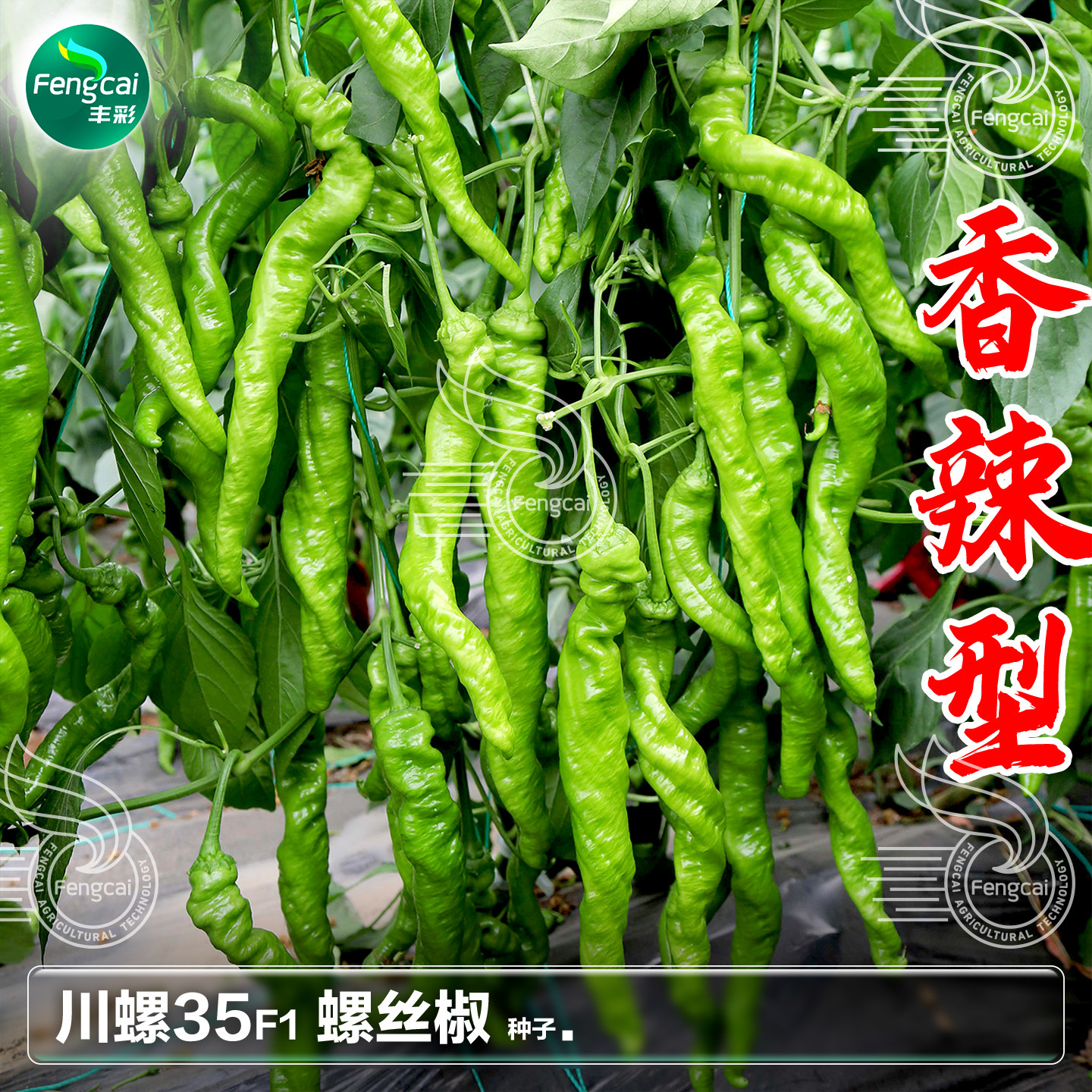 螺丝椒种子抗病香辣陇椒春秋播种