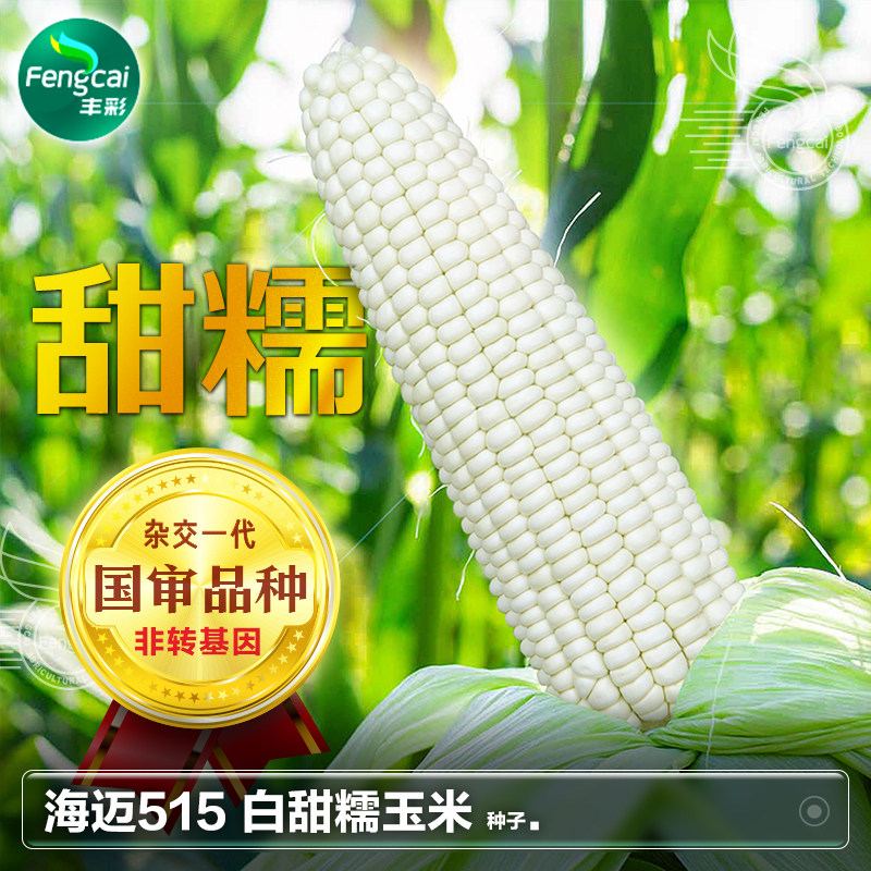 国审超甜白糯玉米种子非转基因