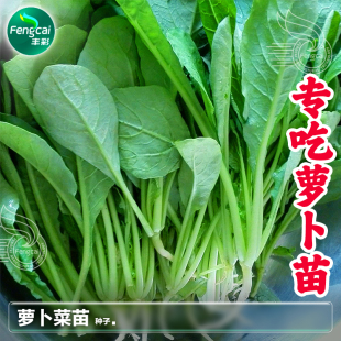 萝卜苗种籽罗卜专吃萝卜秧苗种子水培芽苗菜阳台盆栽蔬菜种孑大全