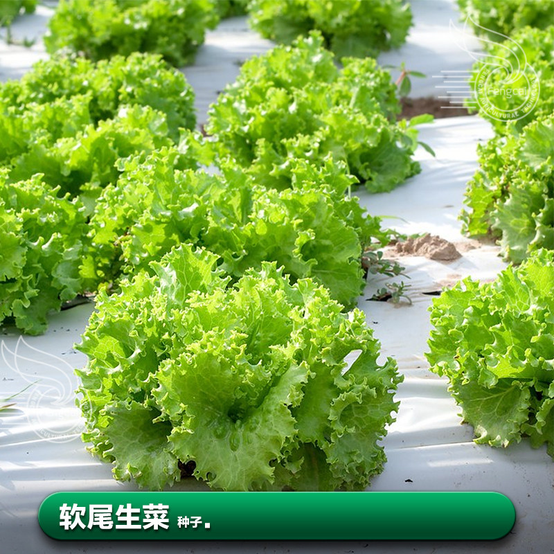 软尾生菜种子莱籽沙拉菜春季四季阳台盆栽种植的蔬菜籽种籽孑大全
