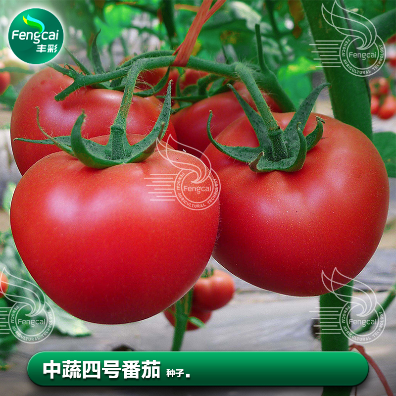 番茄种籽子家庭阳台盆栽种植高产
