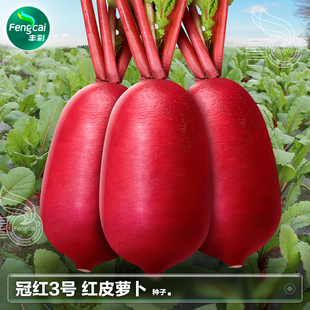 四季 四川红皮泡菜萝卜籽水萝卜红萝卜菜籽种子夏季 蔬菜种籽大全孑