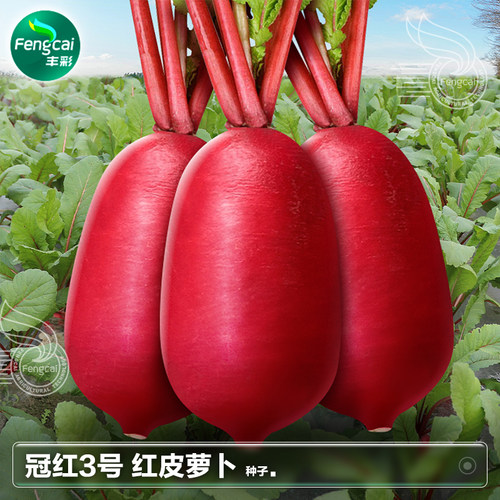 四川红皮白肉泡菜萝卜种子耐热