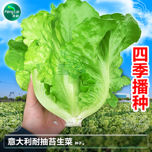 意大利生菜种子皱生菜种子阳台盆栽四季蔬菜种孑耐抽苔生菜籽种籽