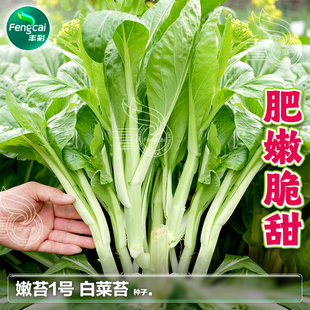 早熟白菜苔种子菜薹种籽甜脆白菜心莱籽秋冬季秋后蔬菜种孑大全
