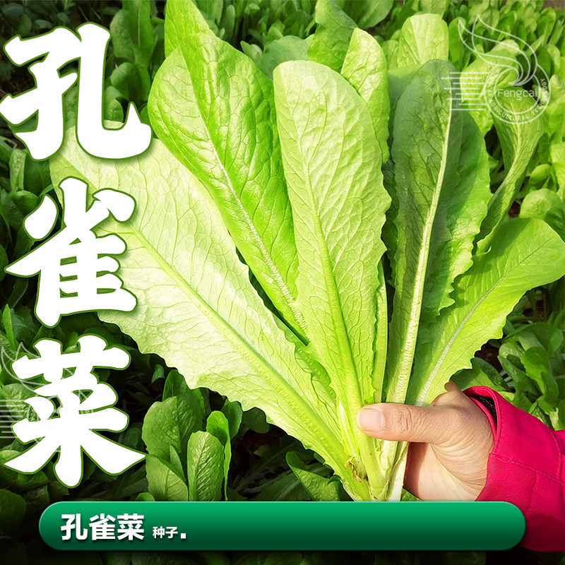 孔雀菜种子罗马寿司生菜种籽莱籽四季阳台盆栽种植蔬菜籽种孑大全