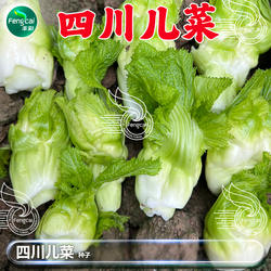 四川儿菜种子抱子芥菜秋季蔬菜种子孑大儿菜种籽重庆临江儿菜种子