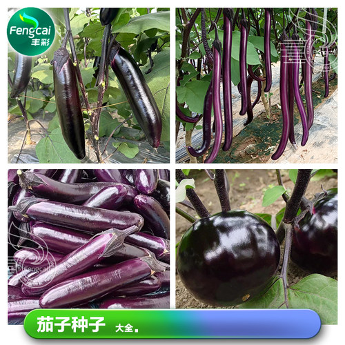 春季蔬菜茄子种子杂交一代产量高
