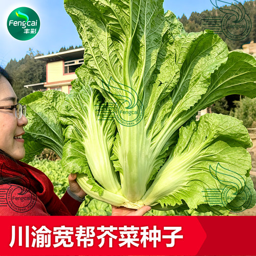 四川宽帮大青菜种子酸菜专用芥菜