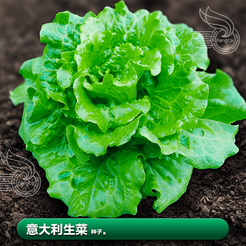 意大利球生菜种子春季南方阳台种植盆栽四季疏菜蔬菜籽种籽大全孑
