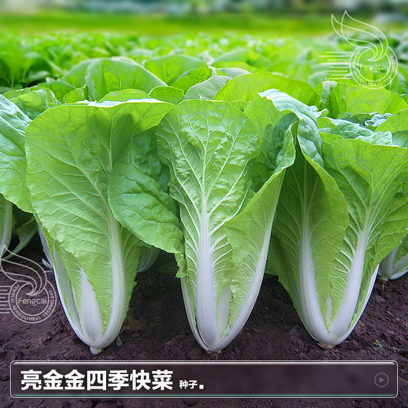 四季奶油快菜种子热白菜阳台秋季南方盆栽种植的蔬菜籽种籽孑大全