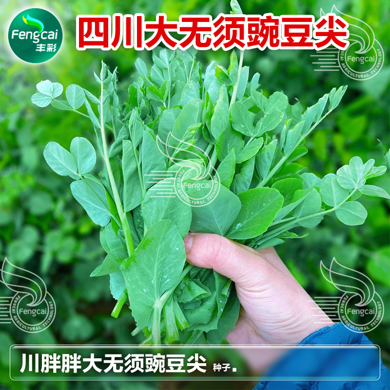 四川大豌豆尖种子大叶无须豌豆苗