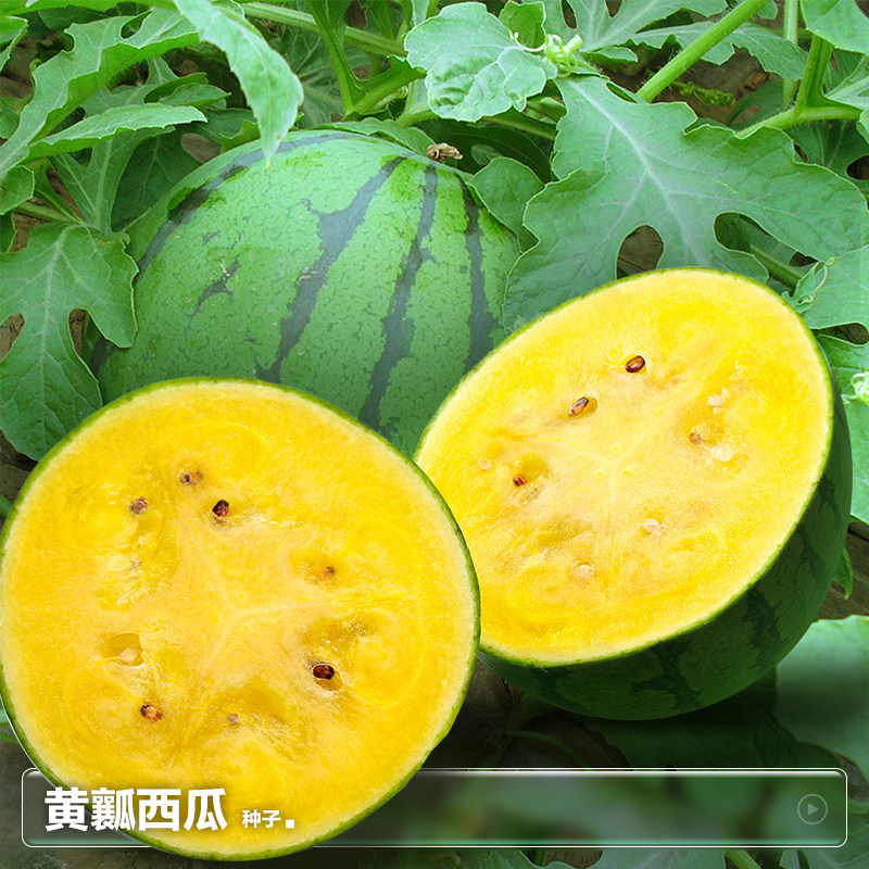 懒汉黄瓤小西瓜种子麒麟大西瓜种籽南方盆栽种植四季蔬菜种孑大全