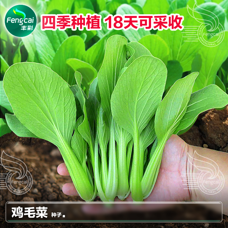 四季鸡毛菜种子阳台盆栽青菜速生