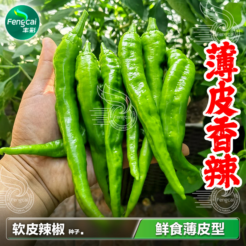 软皮辣椒种子春秋播种薄皮椒香辣