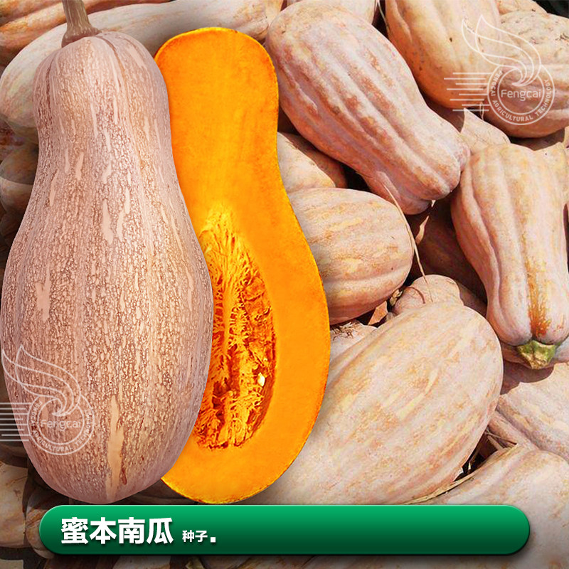 蔬菜种子广西蜜本南瓜种 子莱籽春季四季阳台盆栽南瓜籽种孑大全