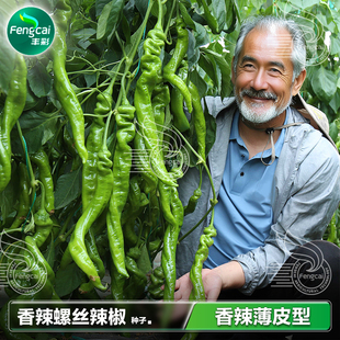 薄皮螺丝椒种子猪大肠香辣辣椒籽种籽春季夏季阳台蔬菜籽种孑大全