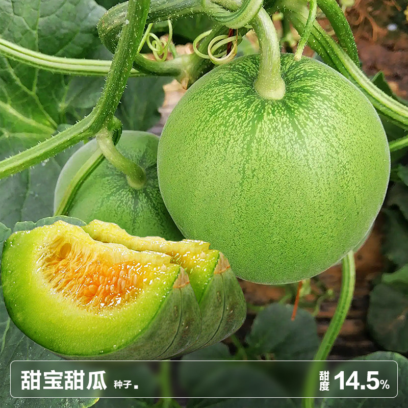 冰糖籽子甜瓜苗籽种籽羊角蜜香瓜水果夏季南方盆栽蔬菜种子孑大全