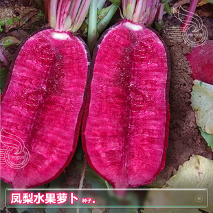 凤梨紫美人水果型萝卜种子天津沙窝萝卜籽秋季种植蔬菜种籽孑大全