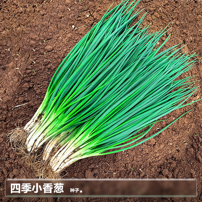 四季小香葱种子籽葱头秋季葱种阳台盆栽小葱种植分葱蔬菜种籽孑子_虎窝淘