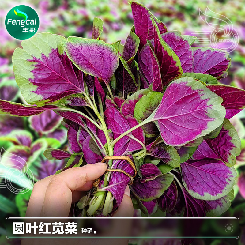 圆叶红苋菜种子种籽耐热汉菜春季四季阳台种植青菜蔬菜籽种孑大全
