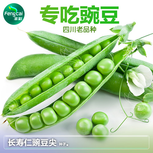 四川老品种甜豌豆青剥豆秋季蔬菜