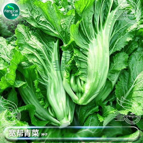 四川好种源脆嫩清香酸菜常用芥菜
