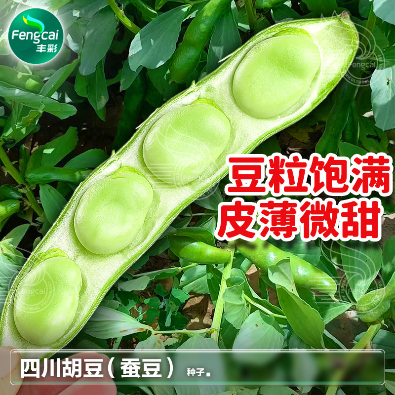 四川大蚕豆种籽七星白胡豆种子罗汉豆兰花豆葫豆种秋季蔬菜籽种孑