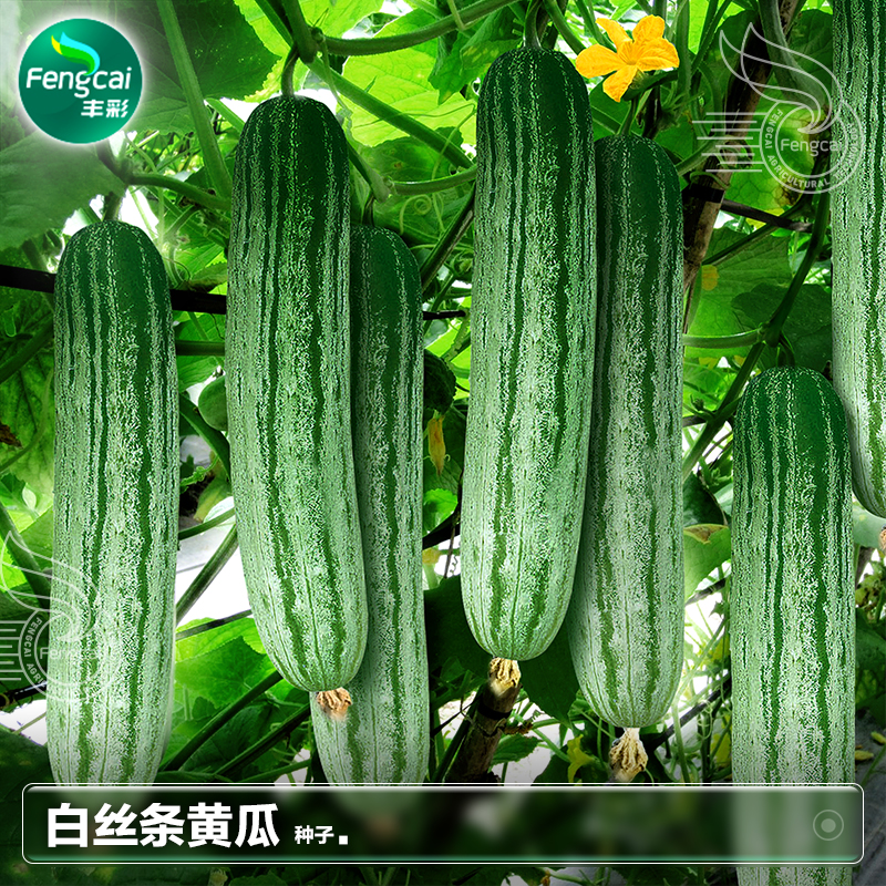 春季燕白旱黄瓜种子老品种口感好