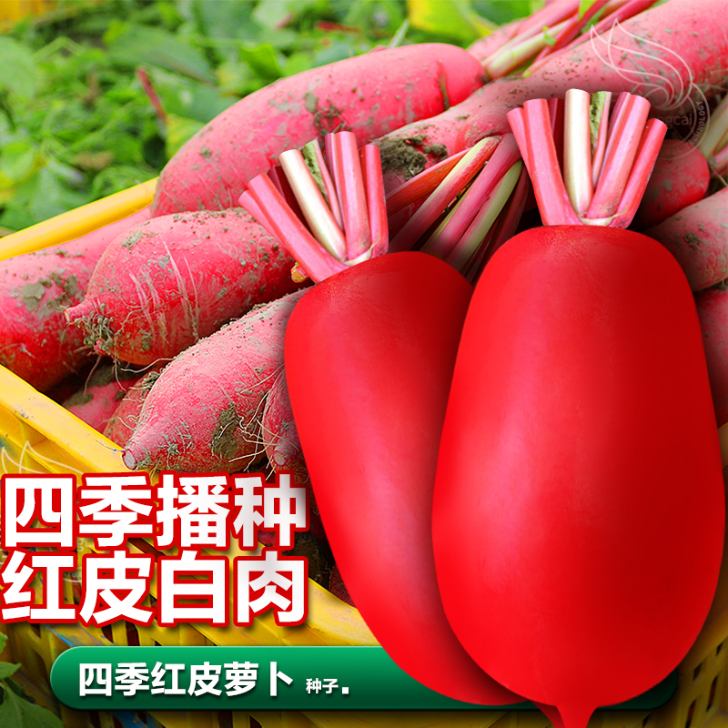早熟四季红皮白肉萝卜籽种子耐热