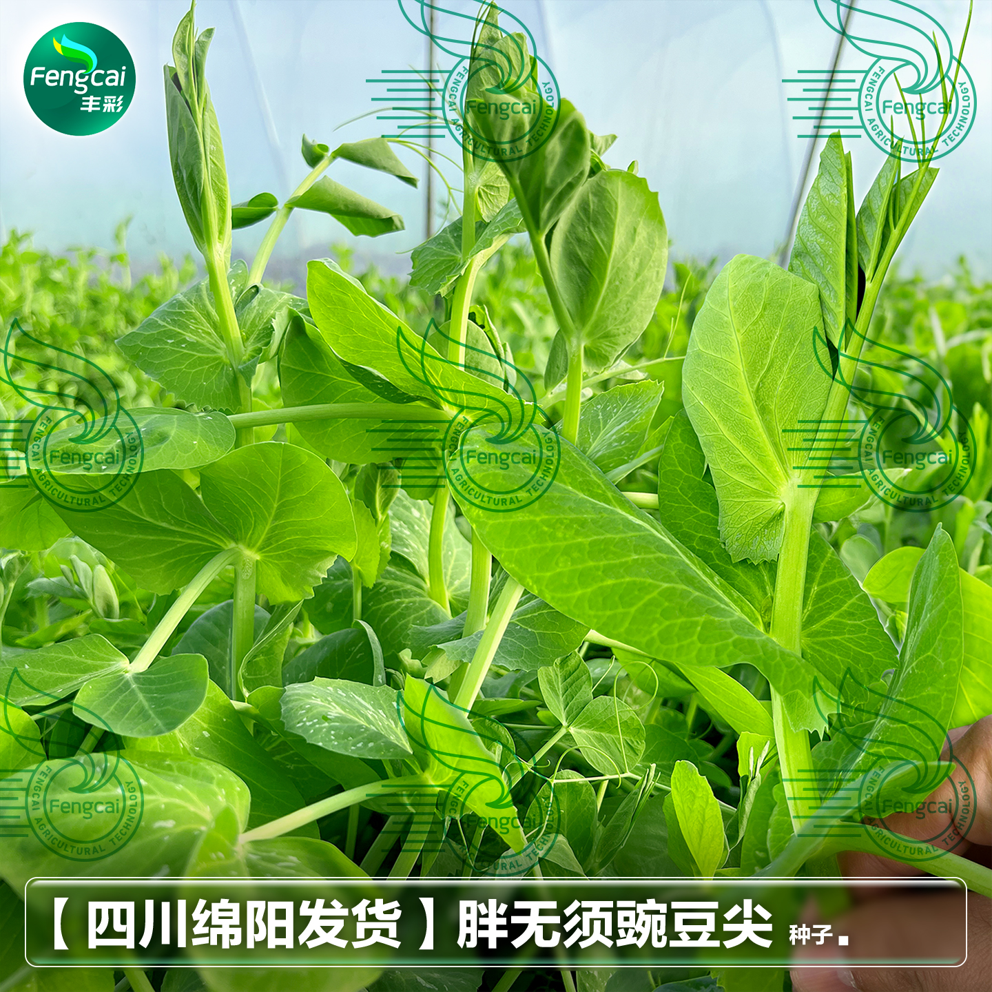正宗四川无须豌豆尖种子豌豆芽苗