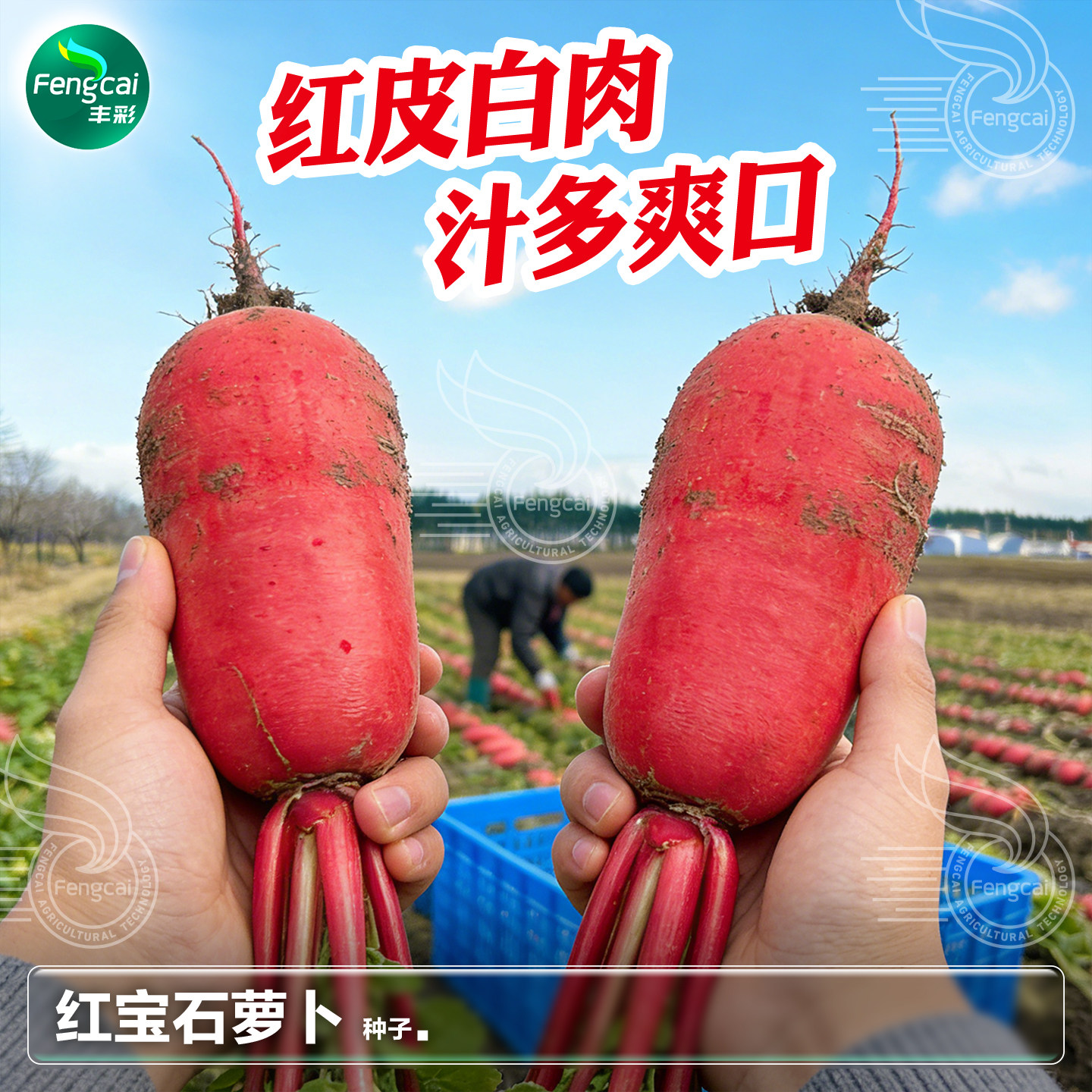 红皮白肉萝卜种子春夏秋季播种蔬菜籽种孑满身红四川泡菜萝卜种籽