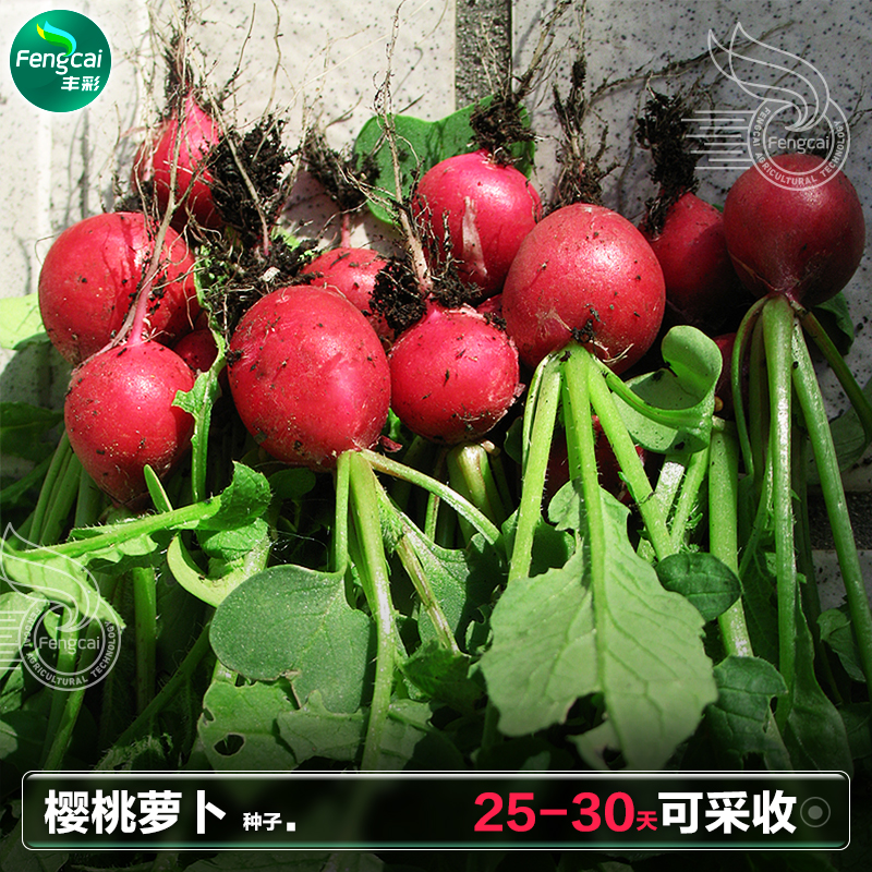 樱桃小萝卜种子阳台盆栽种植四季