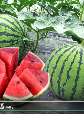 懒汉西瓜种籽大西瓜盆栽南方瓜苗8424冰糖麒麟无籽阳台种植种子孑