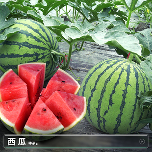 懒汉西瓜种籽大西瓜盆栽南方瓜苗8424冰糖麒麟无籽阳台种植种子孑