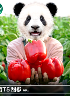 红色甜椒种子红辣椒种籽灯笼椒柿子椒彩椒苗菜椒阳台蔬菜种孑大全