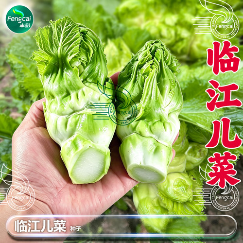 正宗四川临江儿菜种子秋季蔬菜籽