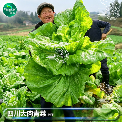 四川宽帮青菜种子泡菜芥菜种籽