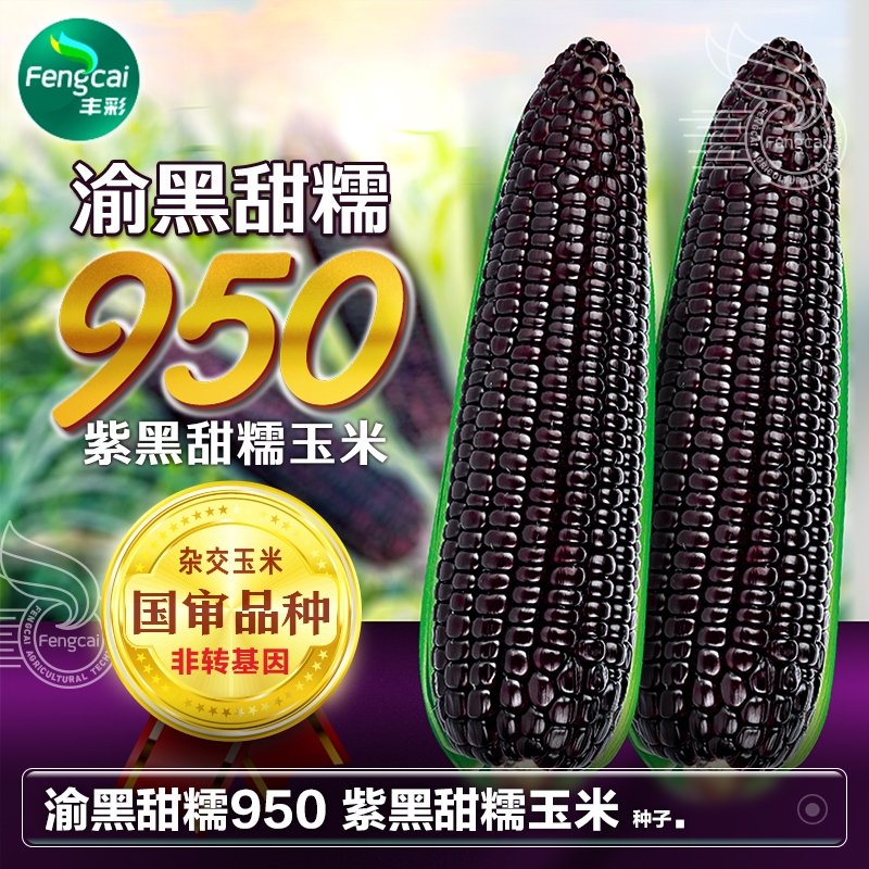 四川国审黑色甜糯玉米种子黑玉米糯米种孑非转基因蔬菜籽种籽大全