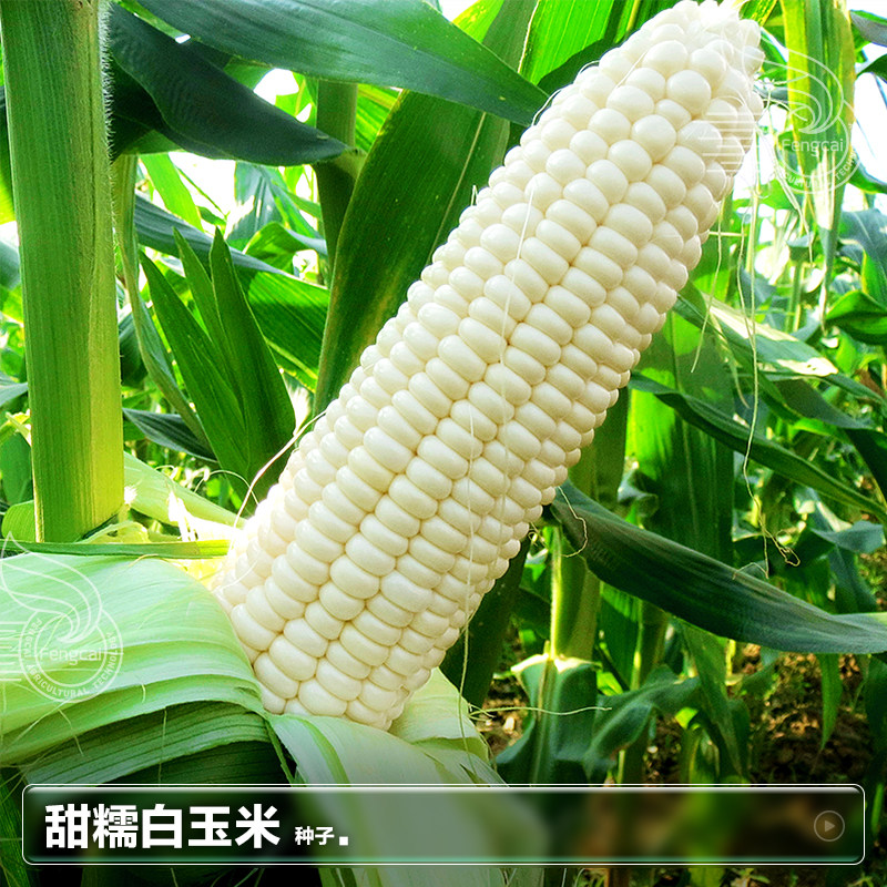 杂交甜糯白玉米非转基因甜糯1:3