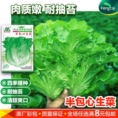 半包心生菜种籽四季阳台蔬菜良种