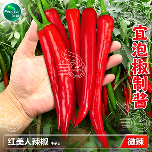 红美人椒种籽微辣高产海椒红红美人椒种子春季蔬菜种子红辣椒种孑