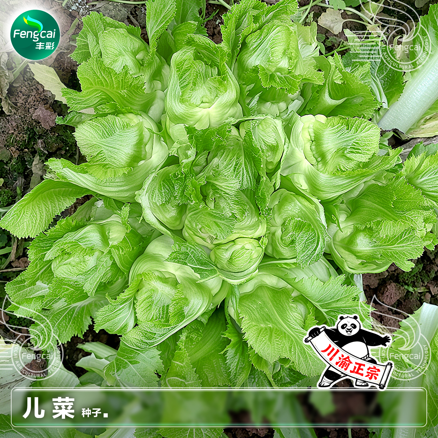 四川儿菜种子儿芽大儿芽多秋季种