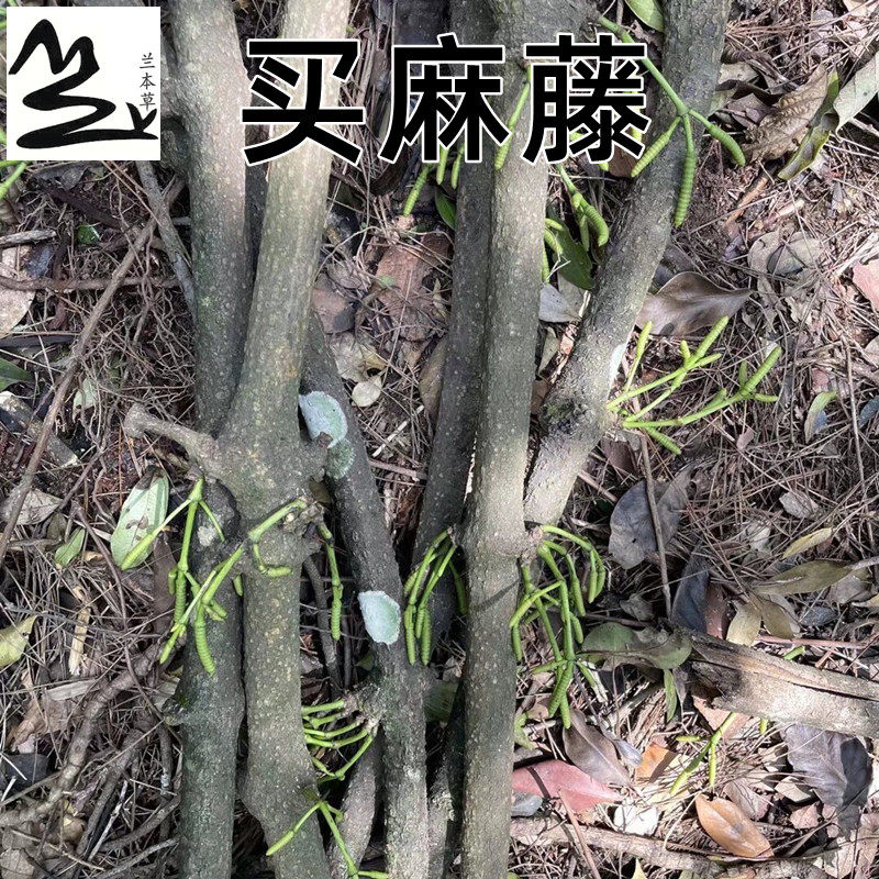 买麻藤 别名 倪腾 冷饭藤 中药材500克