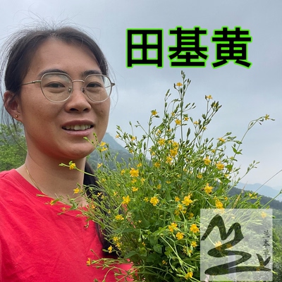 野生田基黄 中草药 地耳草 寸金草 雀舌草 黄花草整棵干品包邮