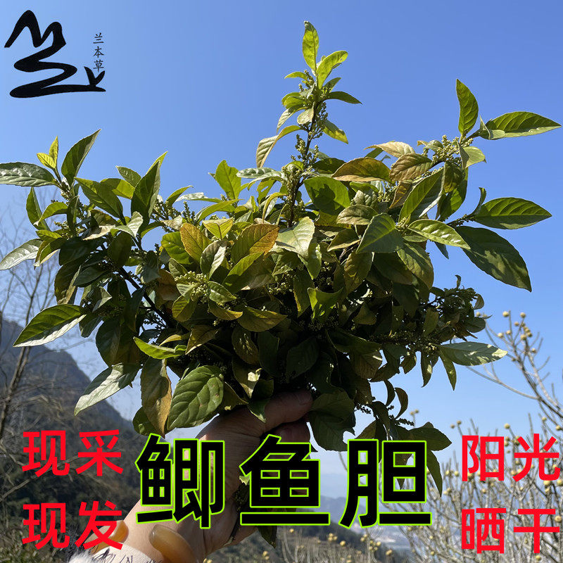 野生杜茎山鲫鱼胆 空心花 冷饭果 岑心花植物中草药新鲜晒干