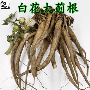 新鲜白花大蓟根 白花六月霜晒干 白花鸡姆刺头 中草药 煲汤食材
