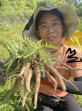 新鲜刺儿菜大蓟野外采挖煲汤食材
