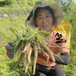 野外新鲜大蓟根 大刺儿菜 大刺盖 山萝卜 内叶刺中草药 煲汤500克